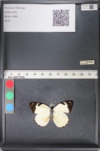 Media type: image;   Entomology 131711